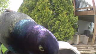 common grackle