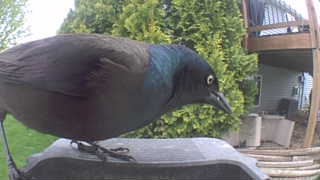 common grackle