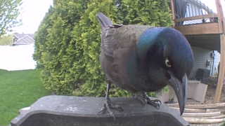 common grackle