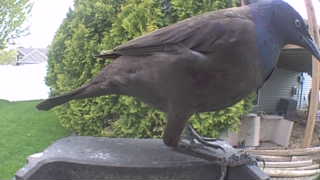 common grackle