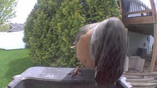 american robin