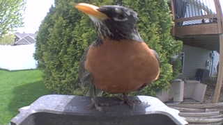 american robin