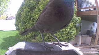 common grackle