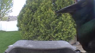 ruby-throated hummingbird