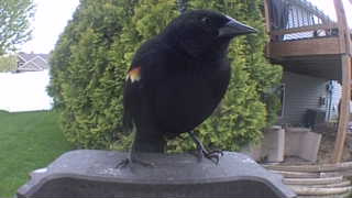 red-winged blackbird