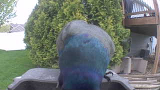 common grackle