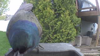european starling