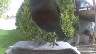 common grackle