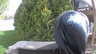 european starling