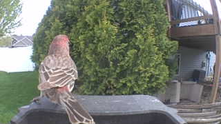house finch