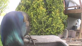 european starling