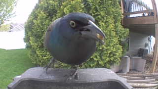 common grackle
