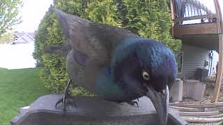 common grackle