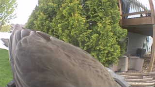 wild turkey