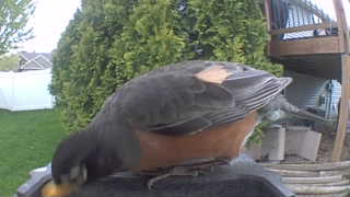 american robin