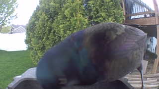 common grackle