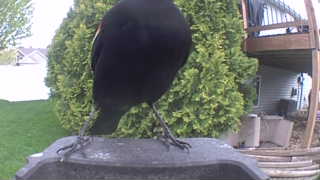 red-winged blackbird