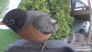 american robin