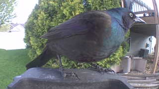 common grackle