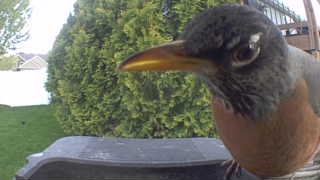 american robin