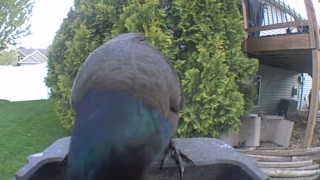 common grackle