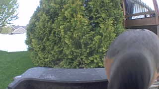 american robin
