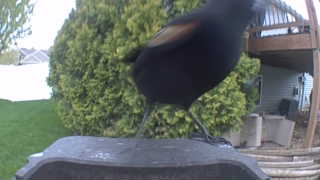 red-winged blackbird