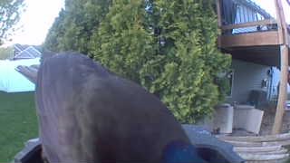 mallard