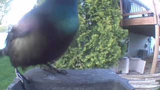 common grackle