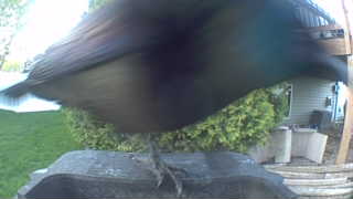 common grackle
