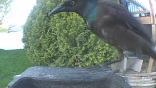 common grackle