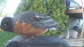 american robin