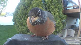 american robin
