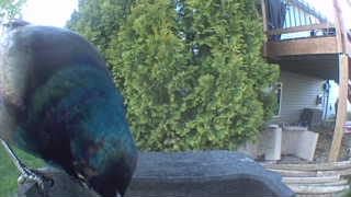 common grackle