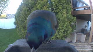 common grackle