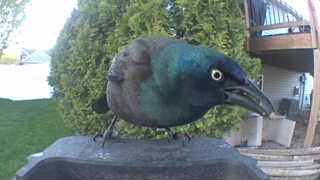 common grackle