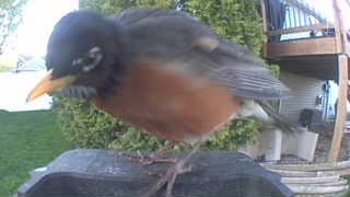 american robin