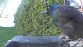 common grackle