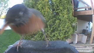 american robin