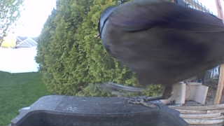 common grackle