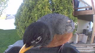 american robin