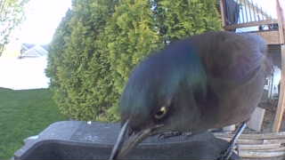 common grackle