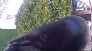 common grackle