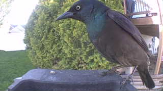 common grackle
