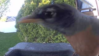 american robin