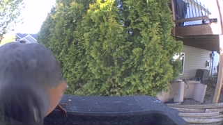 american robin
