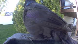 common grackle