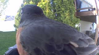 american robin