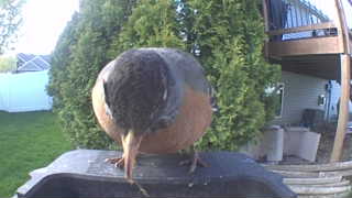 red-breasted nuthatch