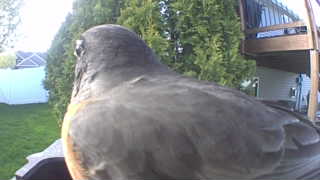 american robin